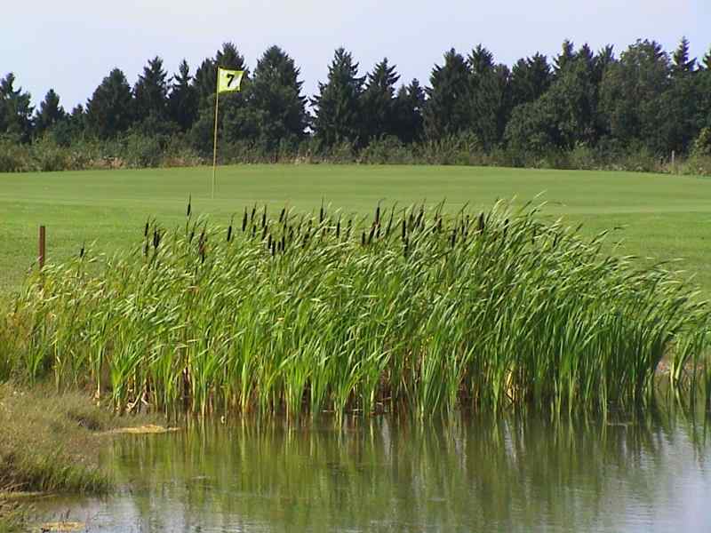 Grün hinter dem Wasserhindernis mit Fahne